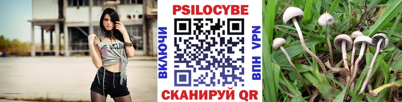 Купить  Чекалин  Галлюциногенные грибы Cubensis 